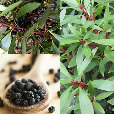 PEPPERBERRY / NATIVE MOUNTAIN PEPPER (Tasmannia lanceolata) Seeds