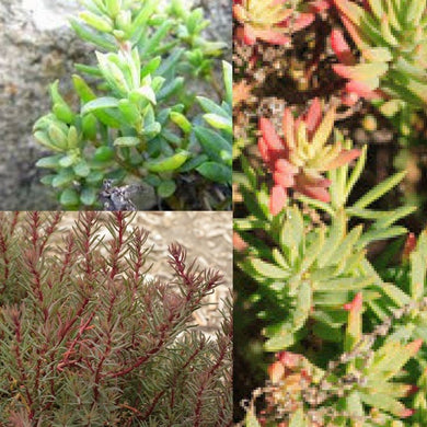 AUSTRAL SEABLITE (Suaeda australis) Seeds