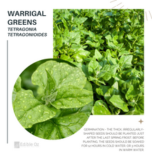 WARRIGAL GREENS/ SEA SPINACH (Tetragonia tetragonioides) Seeds