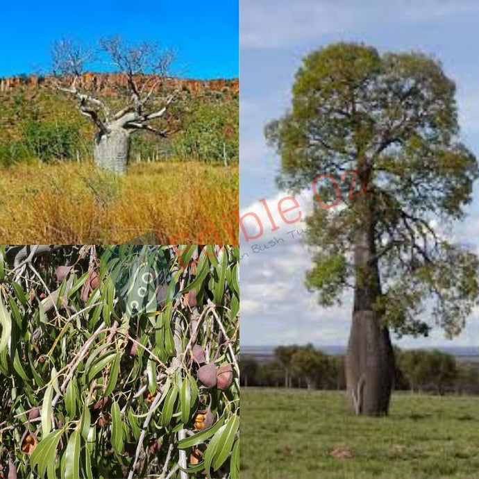 NARROW-LEAVED / QUEENSLAND BOTTLE TREE (Brachychiton rupestre) Seeds