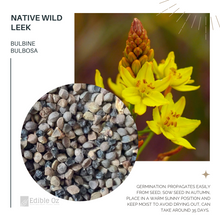 'PUEWAN' NATIVE LEEK / GOLDEN LILY (Bulbine bulbosa) Seeds