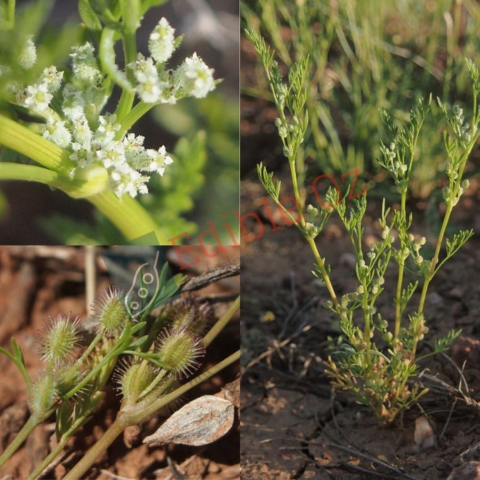 NATIVE CARROT (Daucus glochidiatus) Seeds