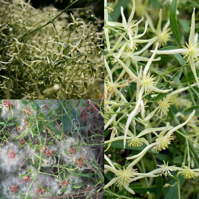 'TAARUK' SMALL LEAVED CLEMATIS / HEADACHE VINE (Clematis microphylla) Seeds