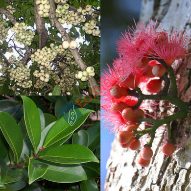 'DUROBBY' COOLAMON / WATERMELON TREE (Syzygium moorei) Seeds