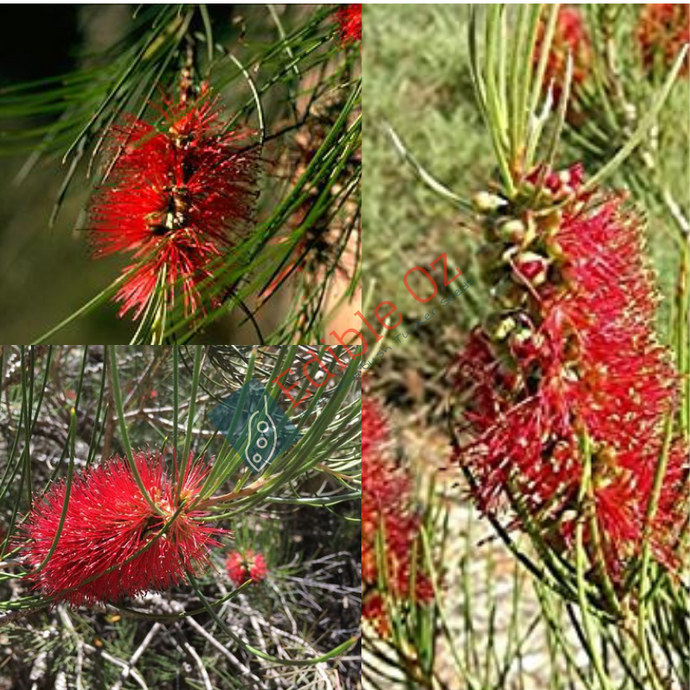 FLINDERS RANGES BOTTLEBRUSH (Callistemon teretifolius) Seeds