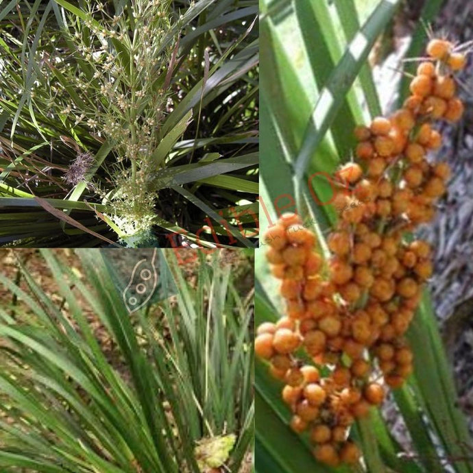 FOREST MAT RUSH (Lomandra spicata) Seeds