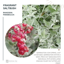 FRAGRANT SALTBUSH (Chenopodium parabolicum syn. Rhagodia parabolica) Seeds