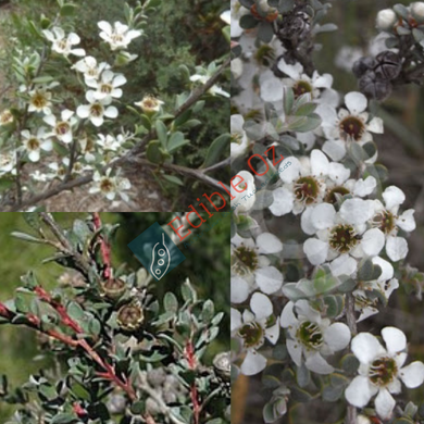 MYRTLE / GREY TEA-TREE (Leptospermum myrtifolium) Seeds