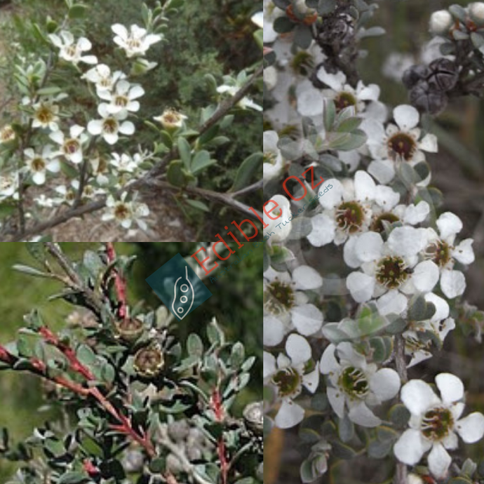 MYRTLE / GREY TEA-TREE (Leptospermum myrtifolium) Seeds