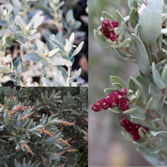 'TRUGANINI' BARILLA / GREY SALTBUSH (Atriplex cinerea) Seeds