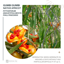 'GUMBI GUMBI' NATIVE APRICOT / WEEPING PITTOSPORUM (Pittosporum angustifolium) Seeds
