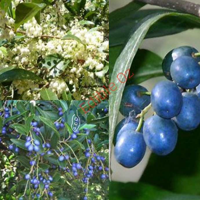 'WOOLAH' HARD QUANDONG (Elaeocarpus obovatus) Seeds