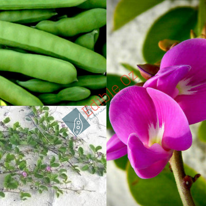 COASTAL JACK BEAN (Canavalia rosea - maritima) Seeds