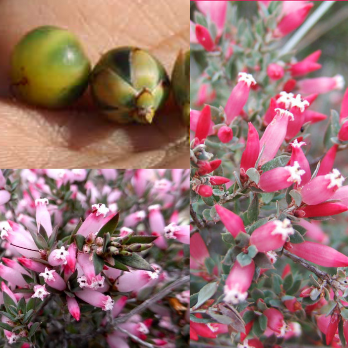 'KONDRUNG' KICK BUSH (Astroloma Serratifolium) Seeds