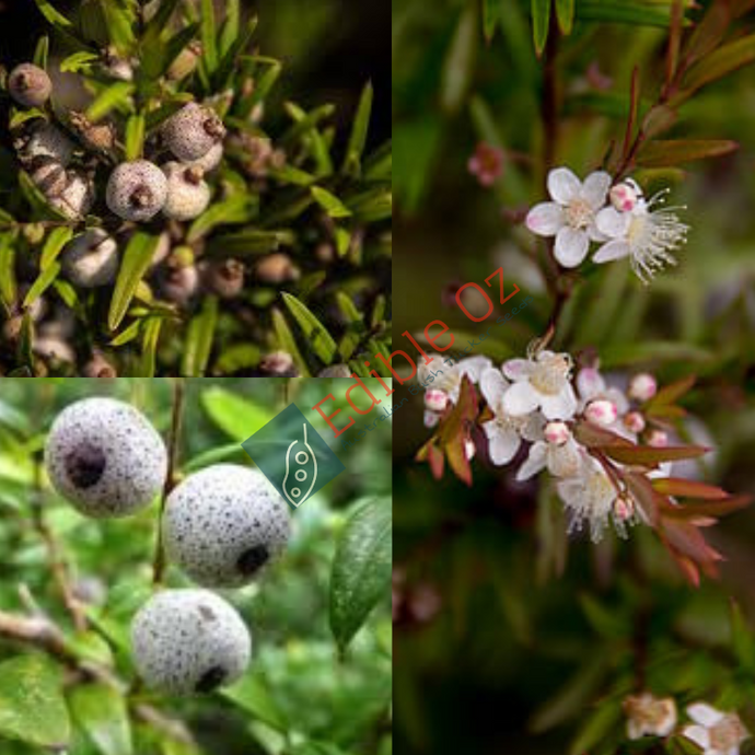 MIDGEN / MIDYIM BERRY (Austromyrtus dulcis) Seeds