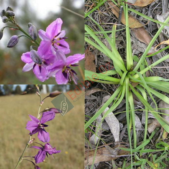 NODDING CHOCOLATE-LILY (Arthropodium fimbriatum) Seeds