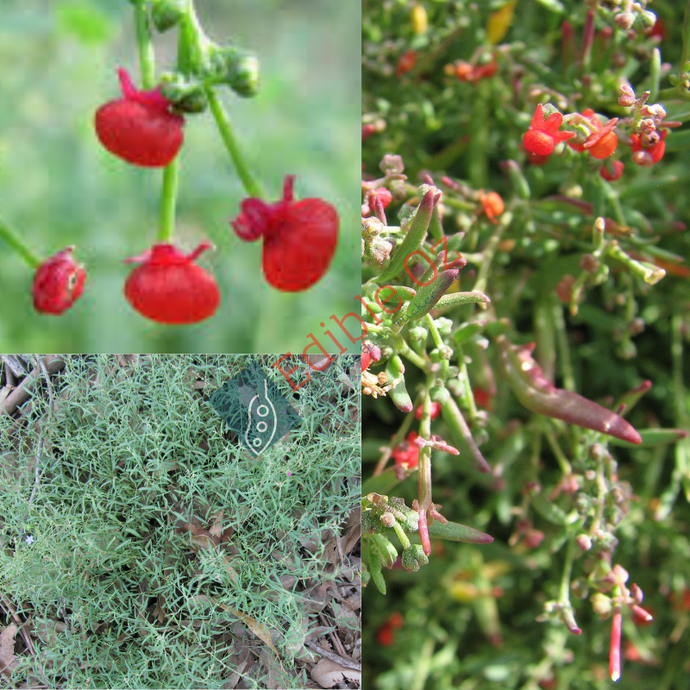 NODDING SALTBUSH (Einadia nutans) Seeds