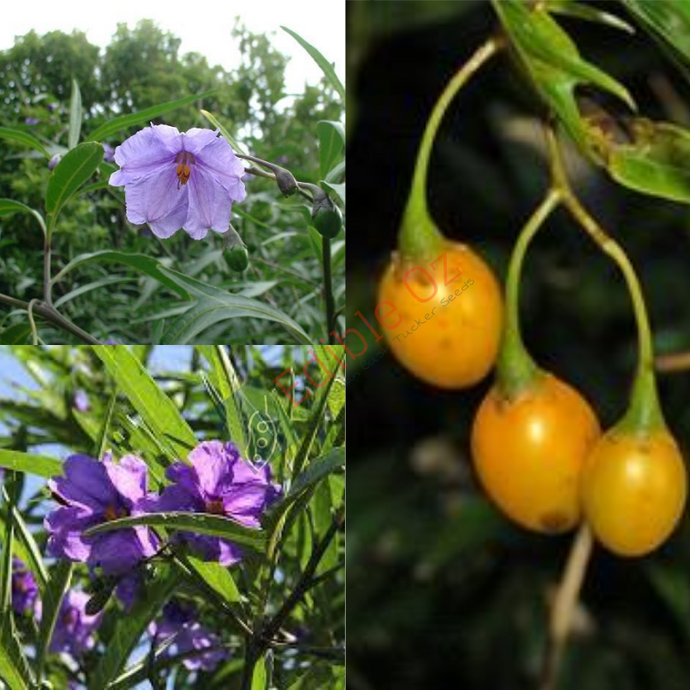'POROPORO' PAM PLUM KANGAROO APPLE (Solanum aviculare) Seeds