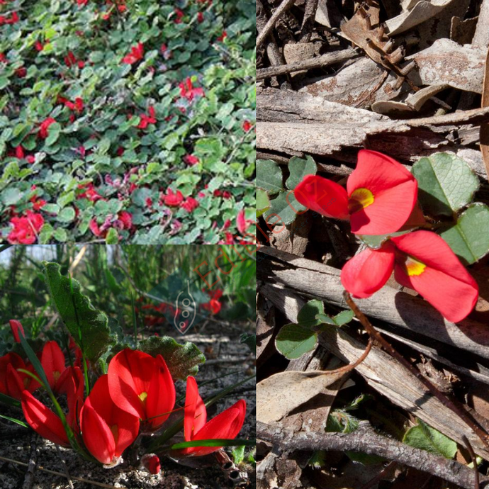 'KABIN' RUNNING POSTMAN (kennedia prostrata) Seeds