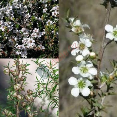 PRICKLY TEA-TREE (Leptospermum continentale) Seeds