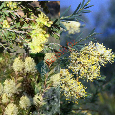 PUNGENT HONEY-MYRTLE (Melaleuca leiocarpa) Seeds