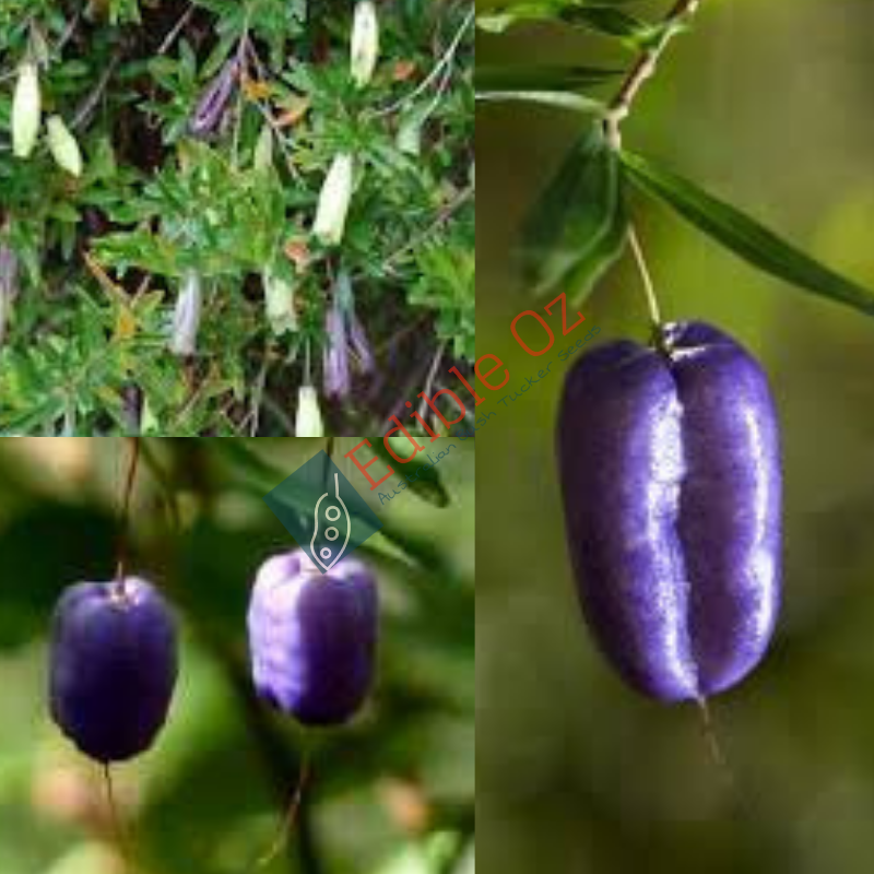 'GARAWANG' PURPLE APPLE BERRY (Billardiera macrantha) Seeds Edible Oz