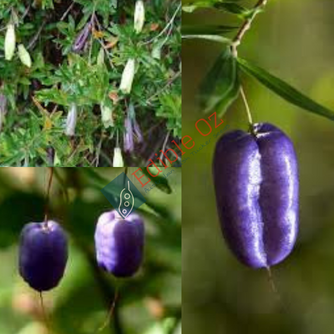 'GARAWANG' PURPLE APPLE BERRY (Billardiera macrantha) Seeds