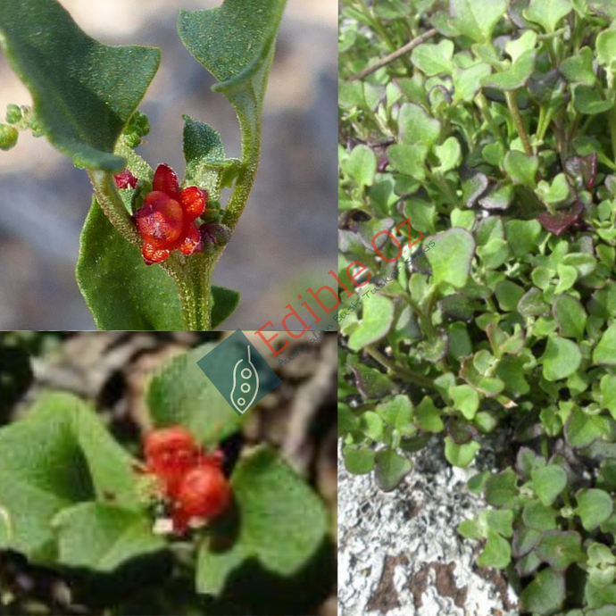 'SALOOP' RED BERRY SALTBUSH (Einadia hastata) Seeds