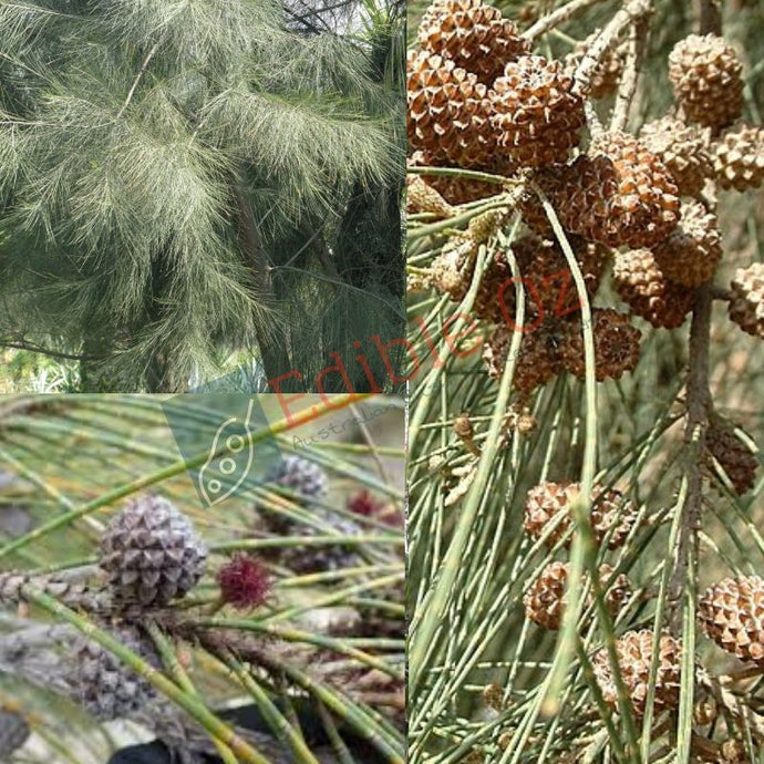 'BILAWI' RIVER SHE-OAK (Casuarina cunninghamiana) Seeds