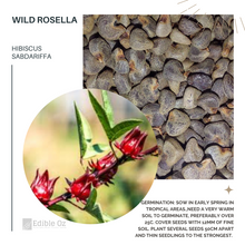 'WYRRUNG' WILD ROSELLA (Hibiscus sabdariffa) Seeds