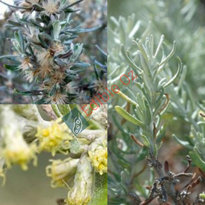 WILD ROSEMARY (Olearia axillaris) Seeds