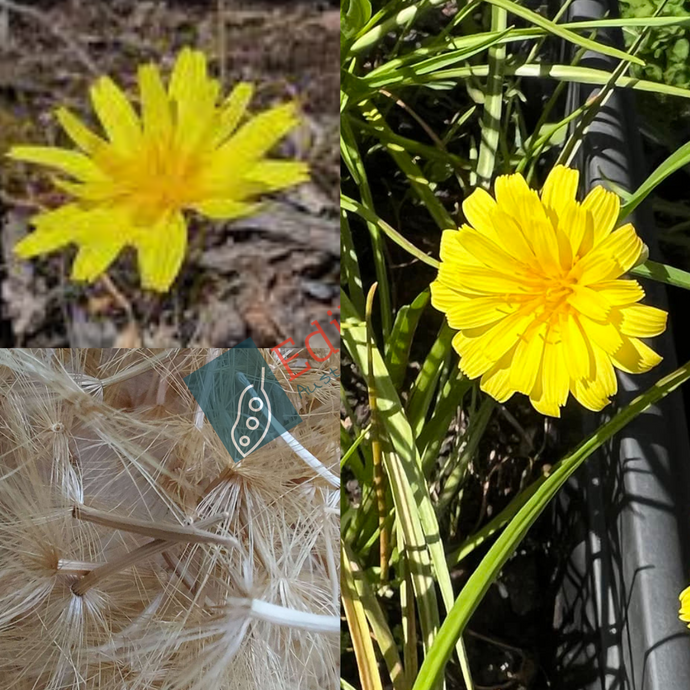 'MURNONG' - YAM DAISY (Microseris scapigera) Seeds