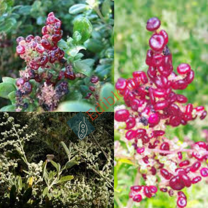 SEA BERRY SALTBUSH (Chenopodium baccatum syn. Rhagodia baccata) Seeds