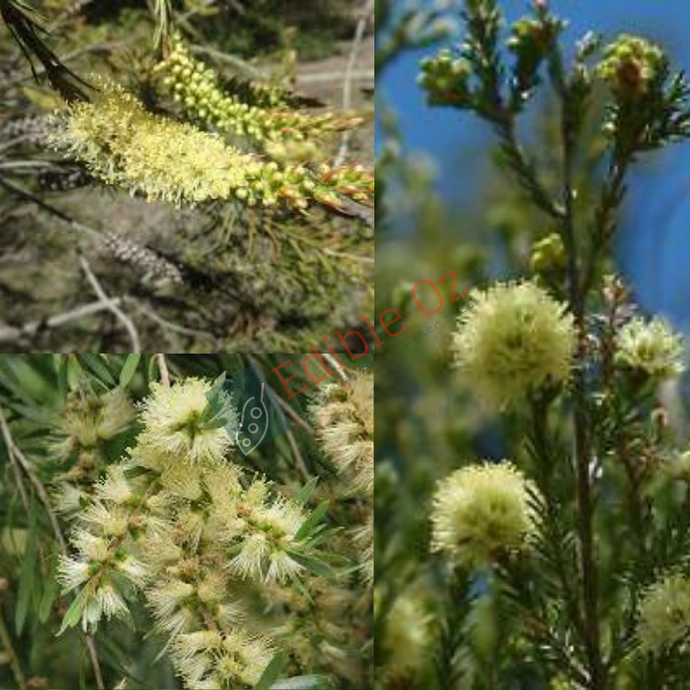 RIVER BOTTLEBRUSH (Callistemon Sieberi) Seeds