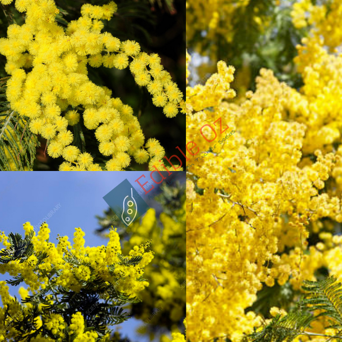 'MIMOSA' SILVER WATTLE (Acacia dealbata) Seeds