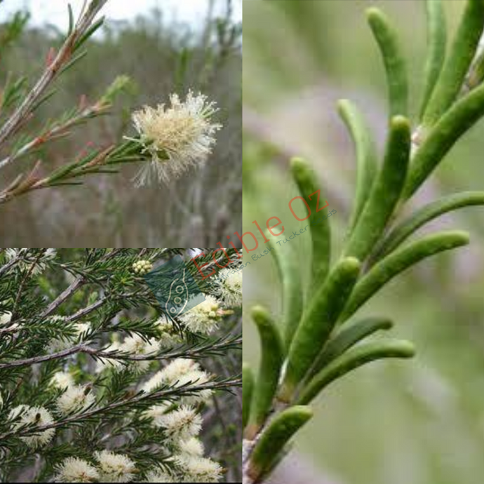 ROUGH BARK HONEY-MYRTLE (Melaleuca parvistaminea) Seeds