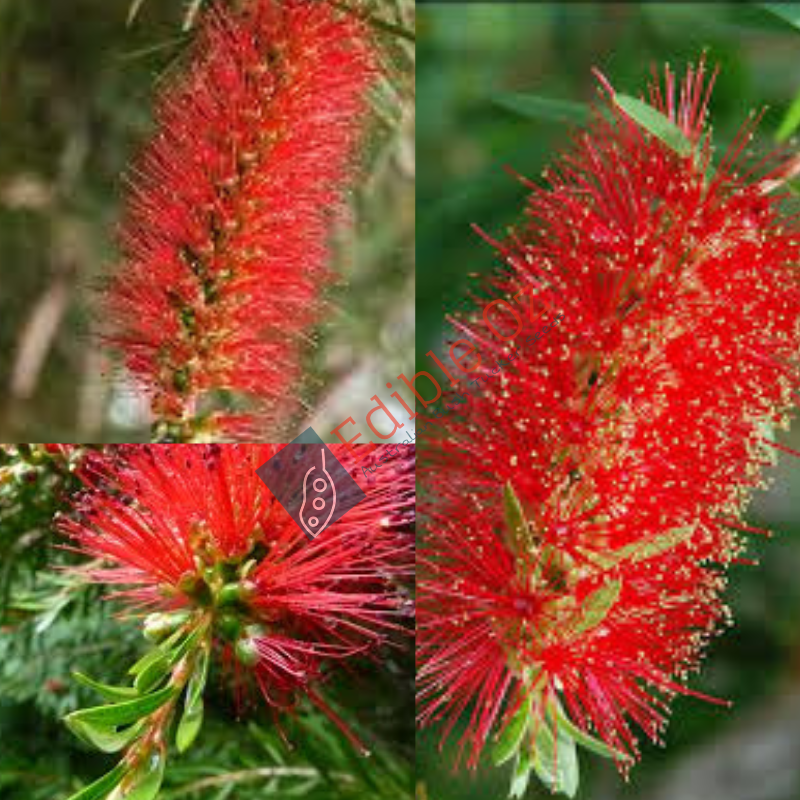 STIFF BOTTLEBRUSH (Callistemon rigidus) Seeds Edible Oz