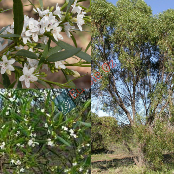 'NGURAL' SUGARWOOD / FALSE SANDALWOOD (Myoporum platycaroum) Seeds