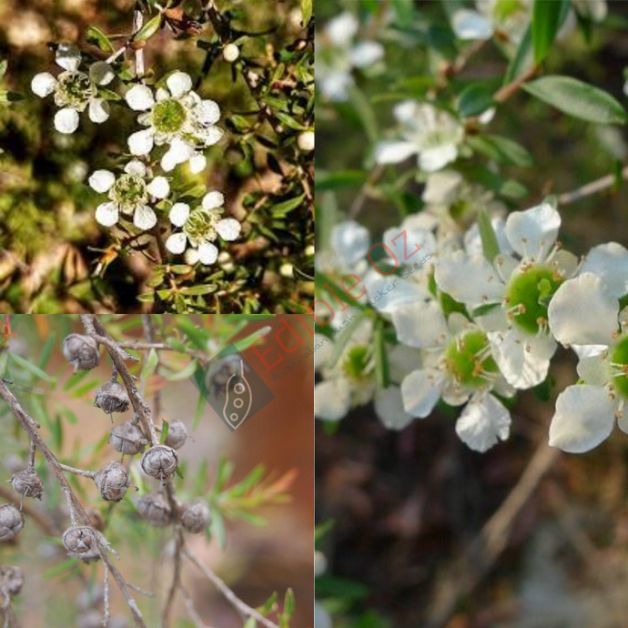 'TANTOON' JELLY BUSH / YELLOW TEA-TREE (Leptospermum Polygalifolium subsp. polygalifolium) Seeds