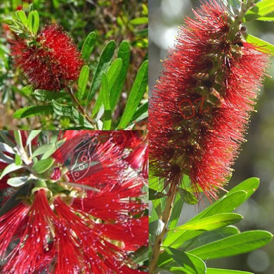 WALLUM BOTTLEBRUSH (Callistemon pachyphyllus) Seeds