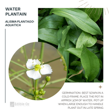 WATER PLANTAIN (Alisma plantago-aquatica) Seeds