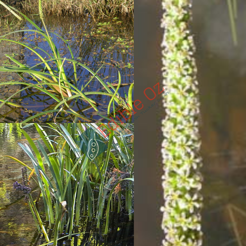 Water Ribbons - Triglochin procera (Polango) seeds – Edible Oz