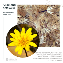 'MURNONG' - YAM DAISY (Microseris walteri) Seeds